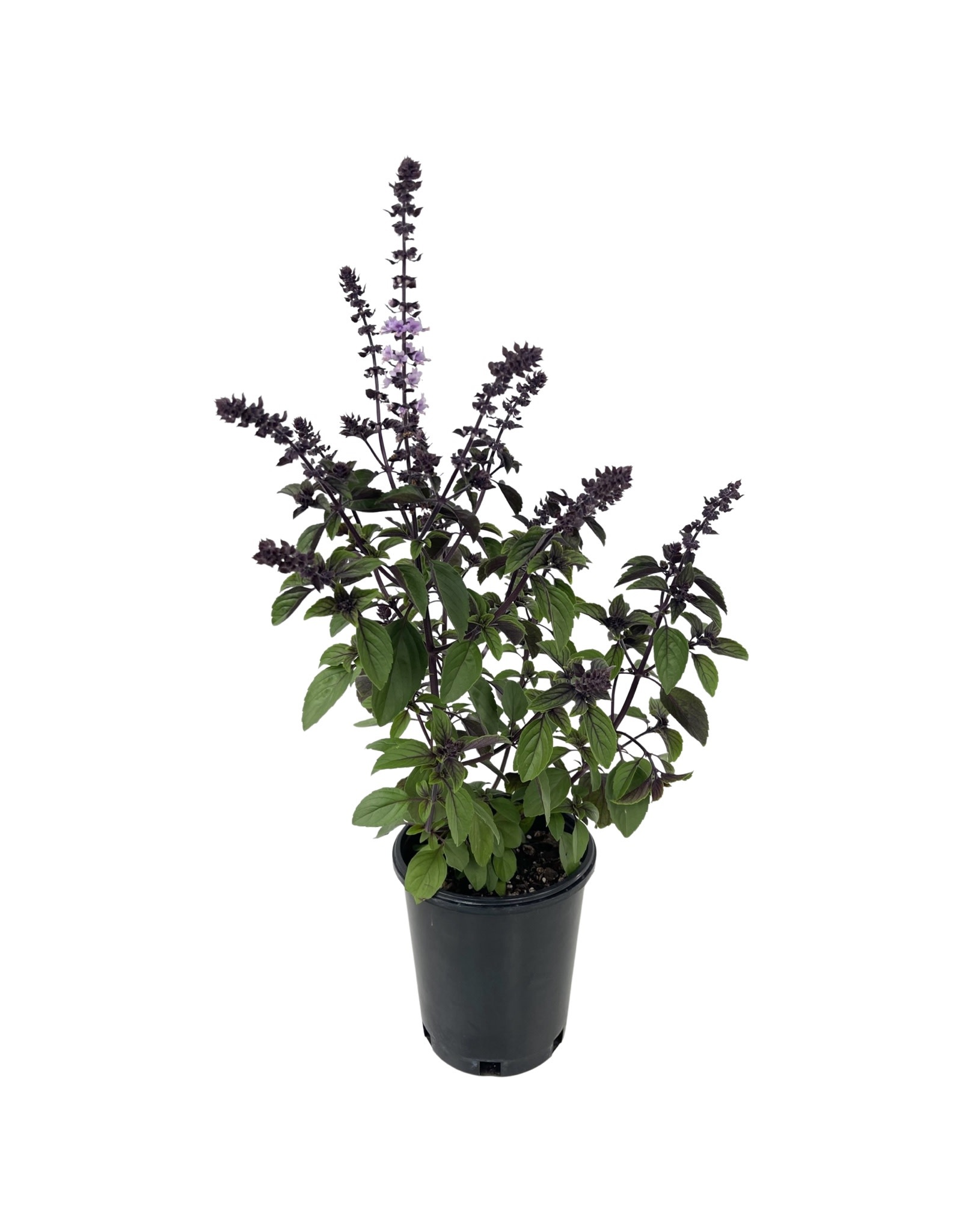 Basil 'Magic Mountain' 1 Gallon The Garden Corner