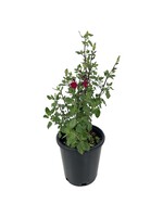 Salvia microphylla 'Killer Cranberry' 1 Gallon