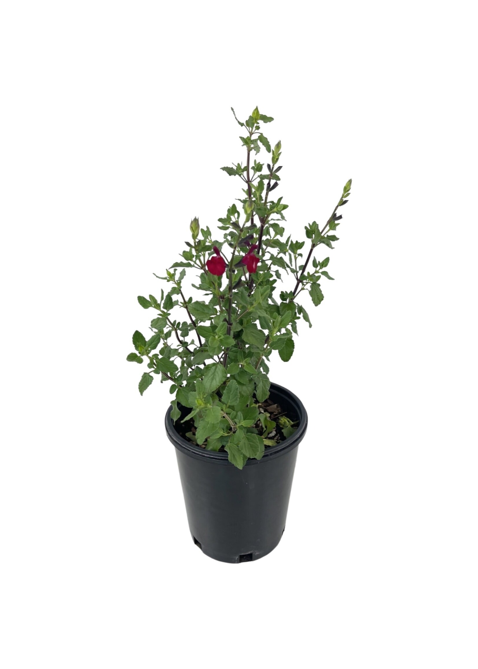 Salvia microphylla 'Killer Cranberry' 1 Gallon