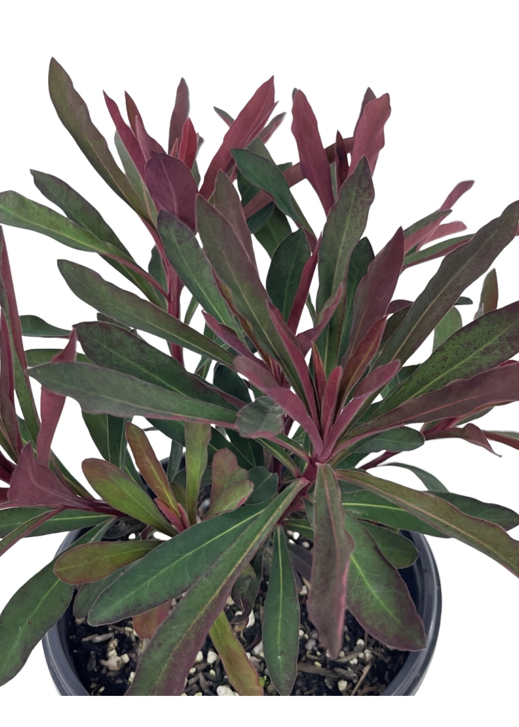 Euphorbia 'Miner's Merlot' 1 Gallon