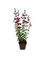 Salvia greggii 'Royal Bumble' Quart