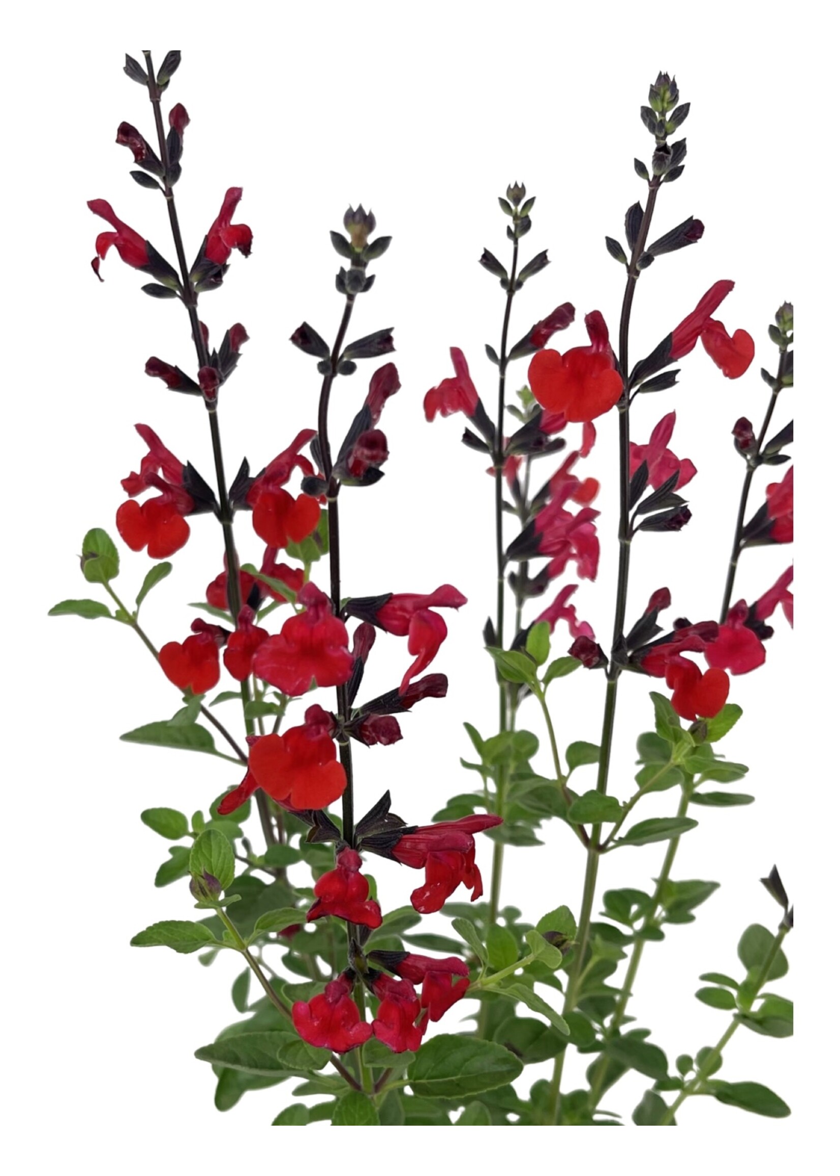 Salvia greggii 'Royal Bumble' Quart