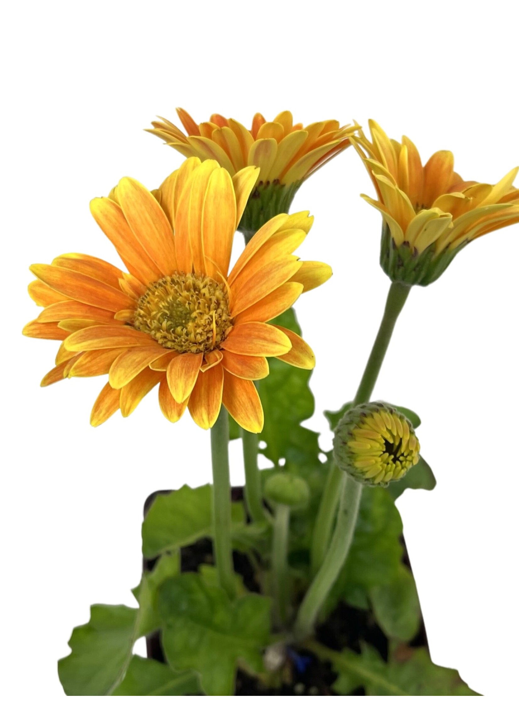 Gerbera garvinea 'Sweet Caroline' Quart