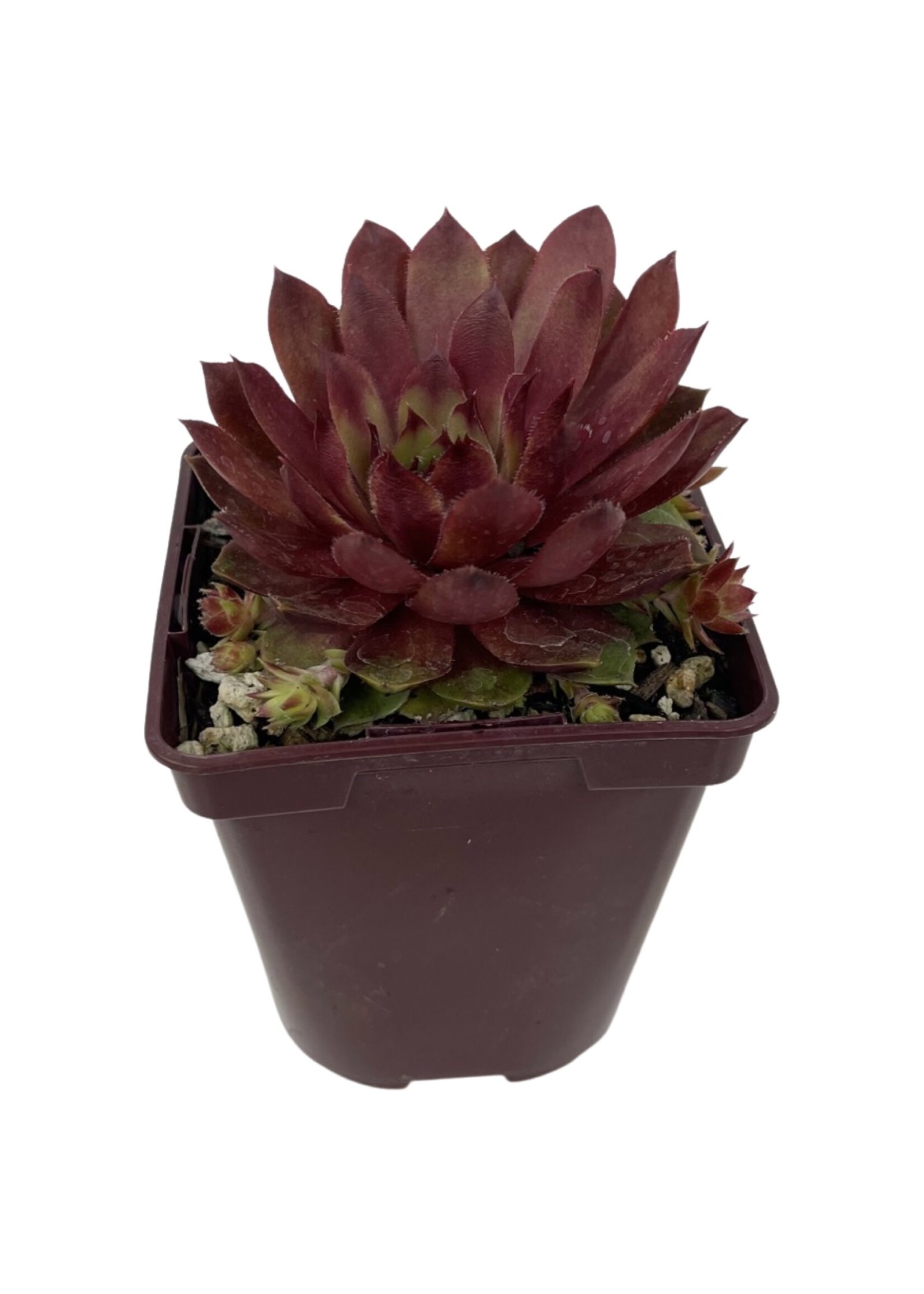 Sempervivum 'Rojin' 4 Inch