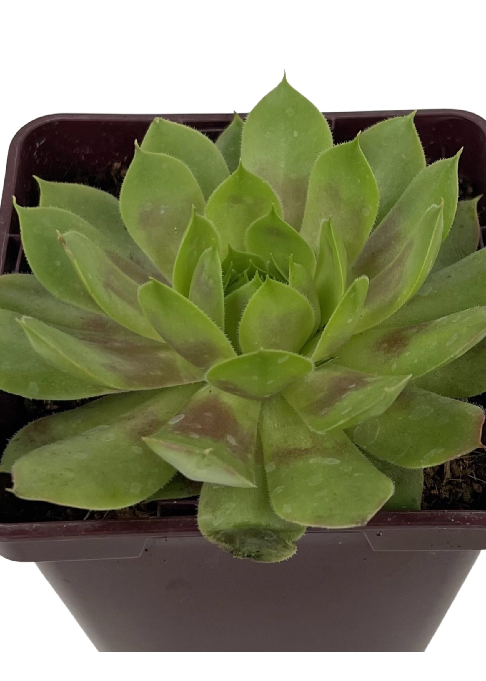 Sempervivum 'Jubilee'  4 Inch