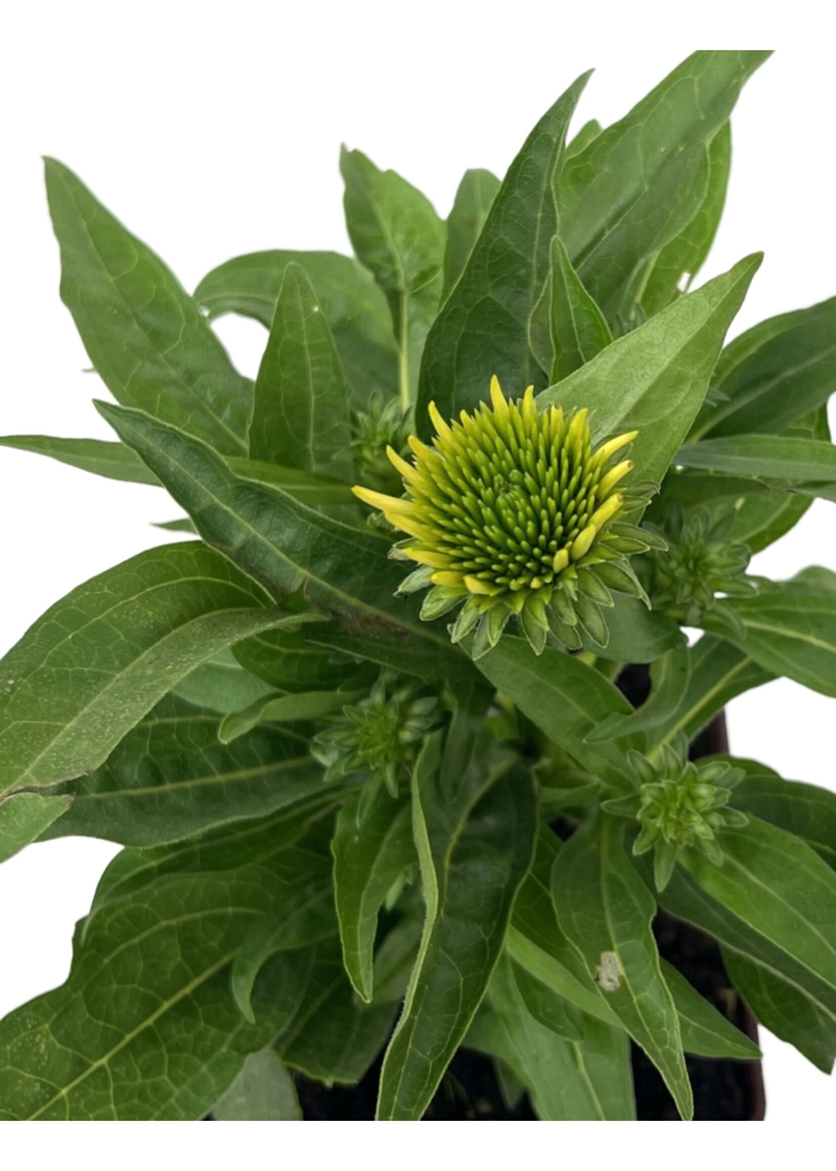 Echinacea 'Sombrero Poco Yellow' Quart