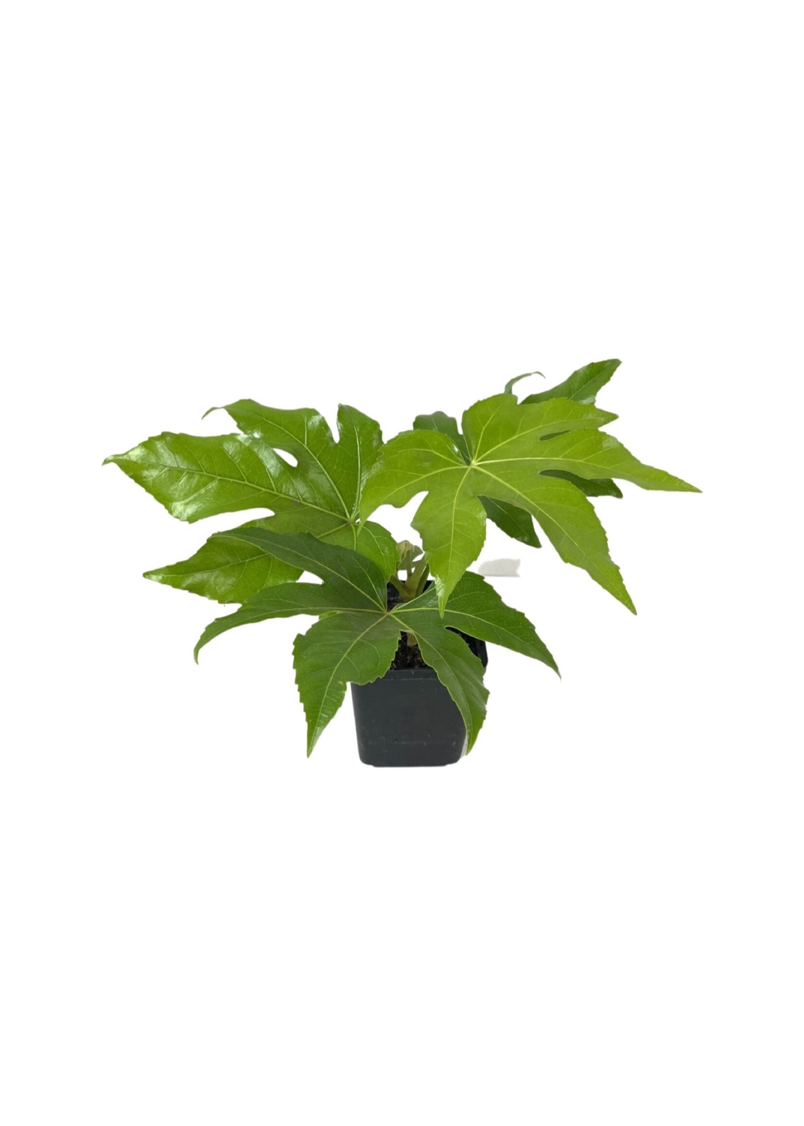 Fatsia japonica Quart