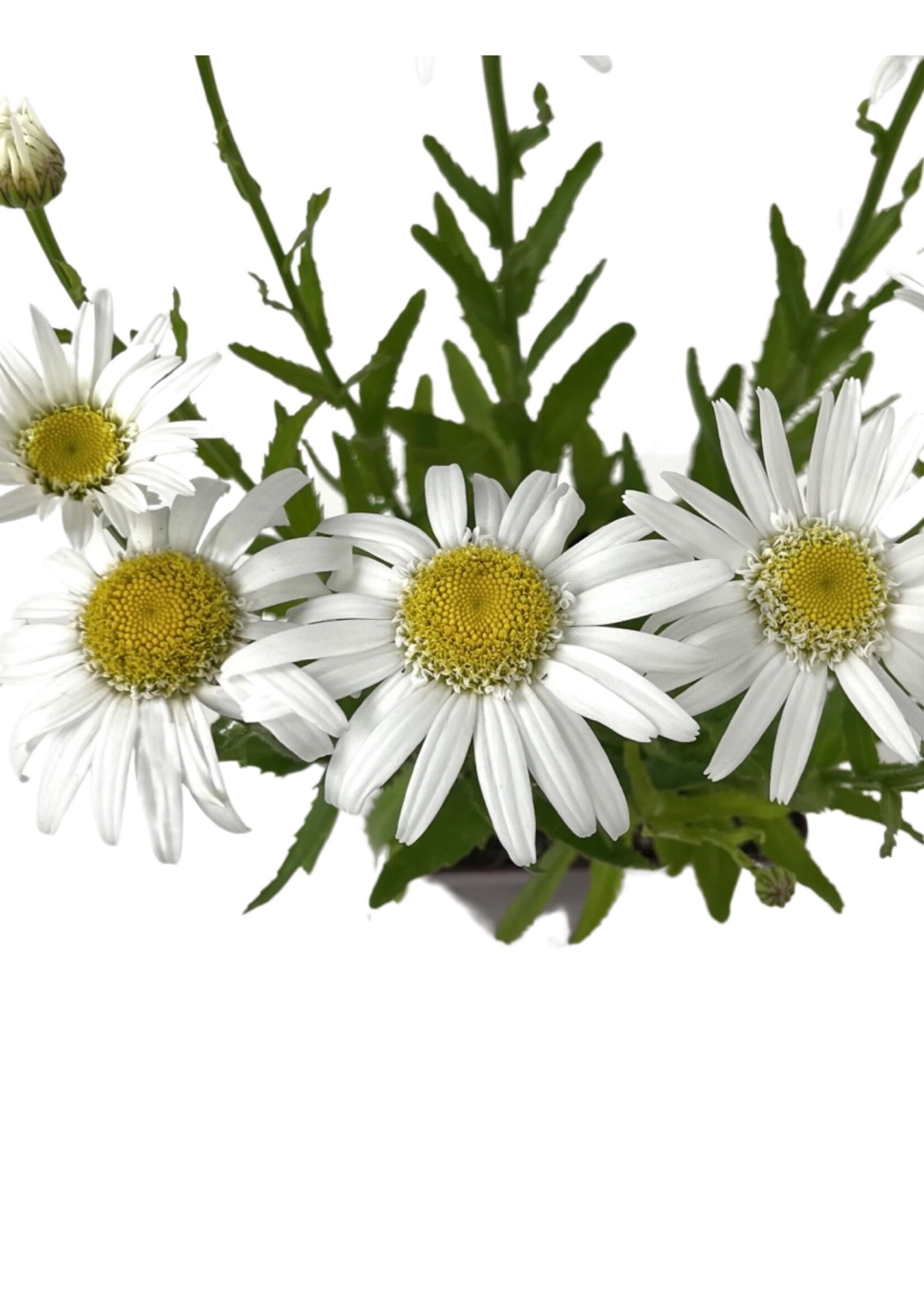 Leucanthemum 'Angel Daisy' Quart