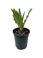 Eucomis comosa 'Reuben' 1 Gallon