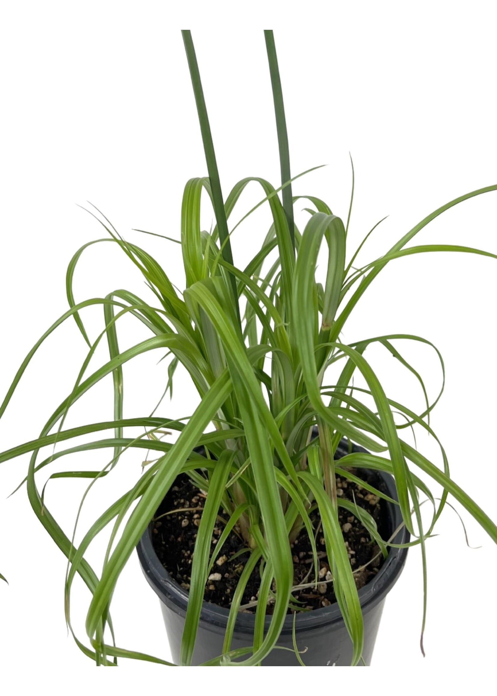 Cyperus papyrus 'King Tut' 1 Gallon