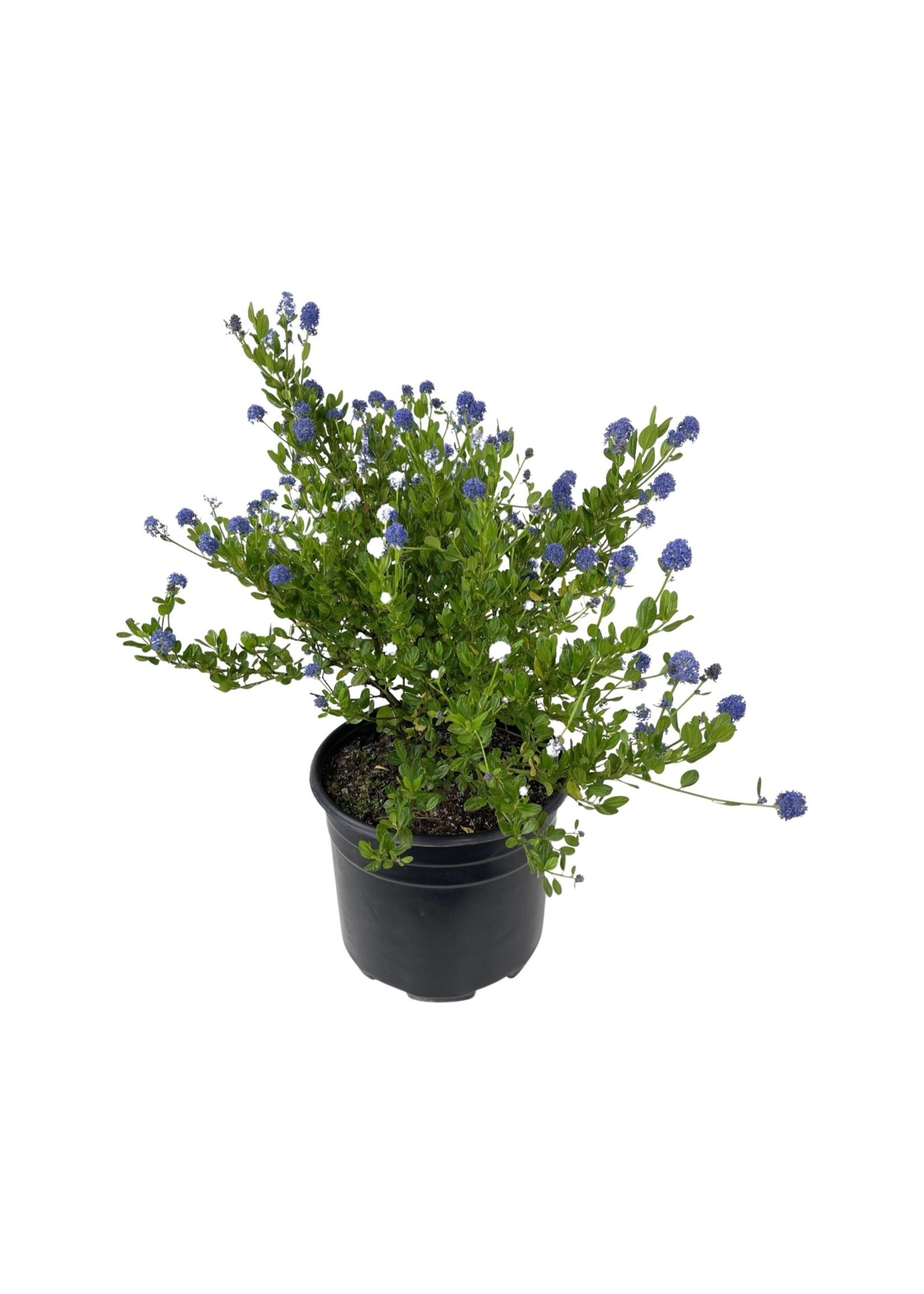 Ceanothus thyrsiflorus 'Victoria' 3 Gallon - The Garden Corner