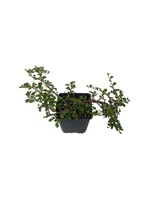 Cotoneaster dammeri 'Strieb's Findling' 4 Inch