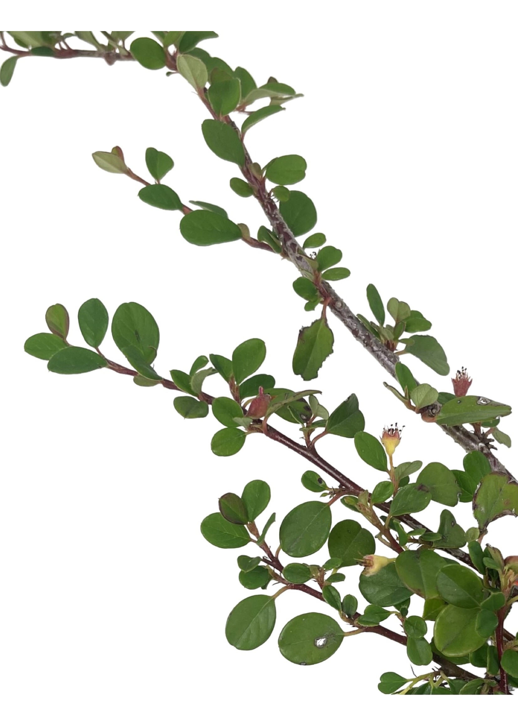 Cotoneaster dammeri 'Strieb's Findling' 4 Inch