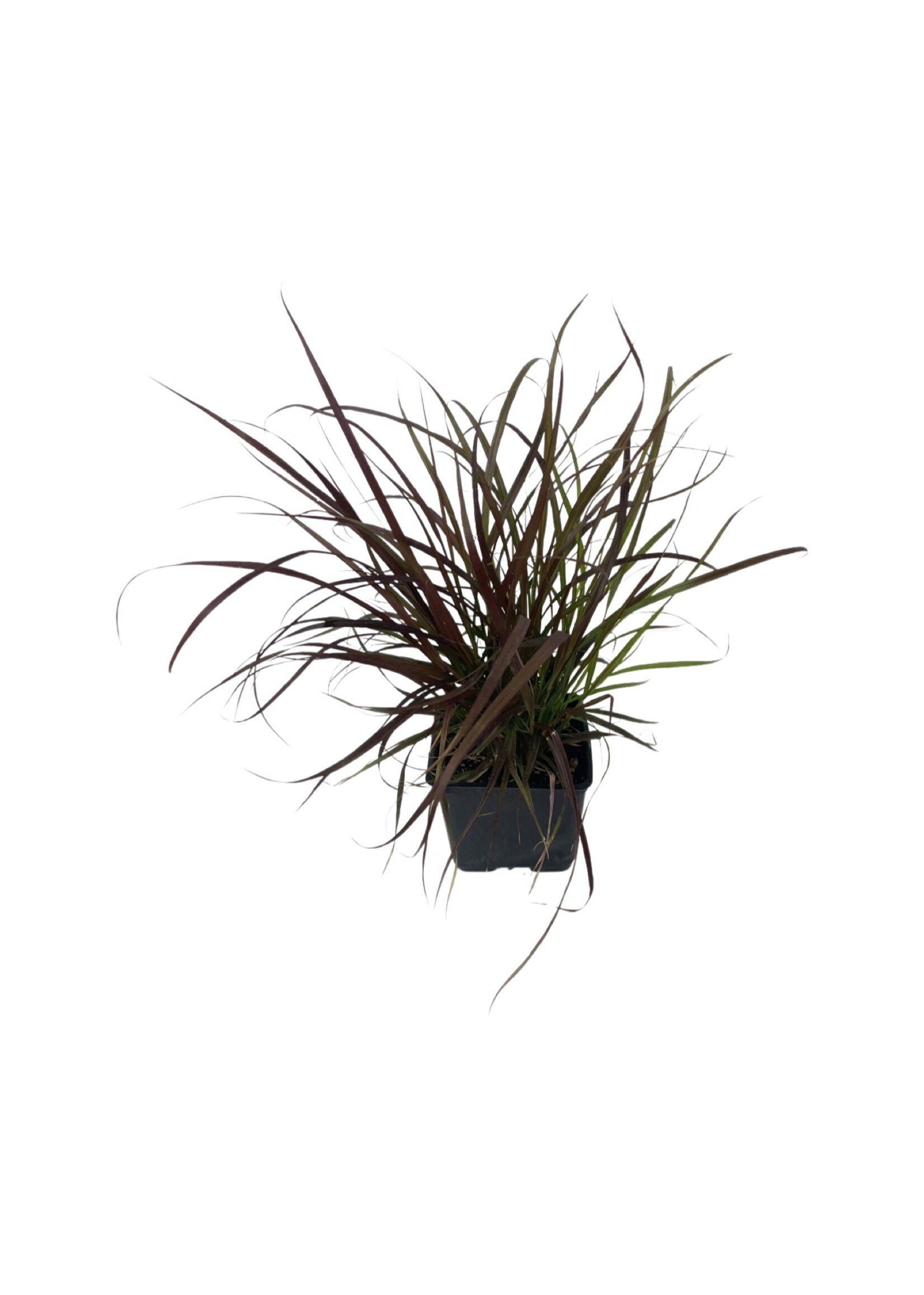 Pennisetum setaceum 'Rubrum' 4 Inch