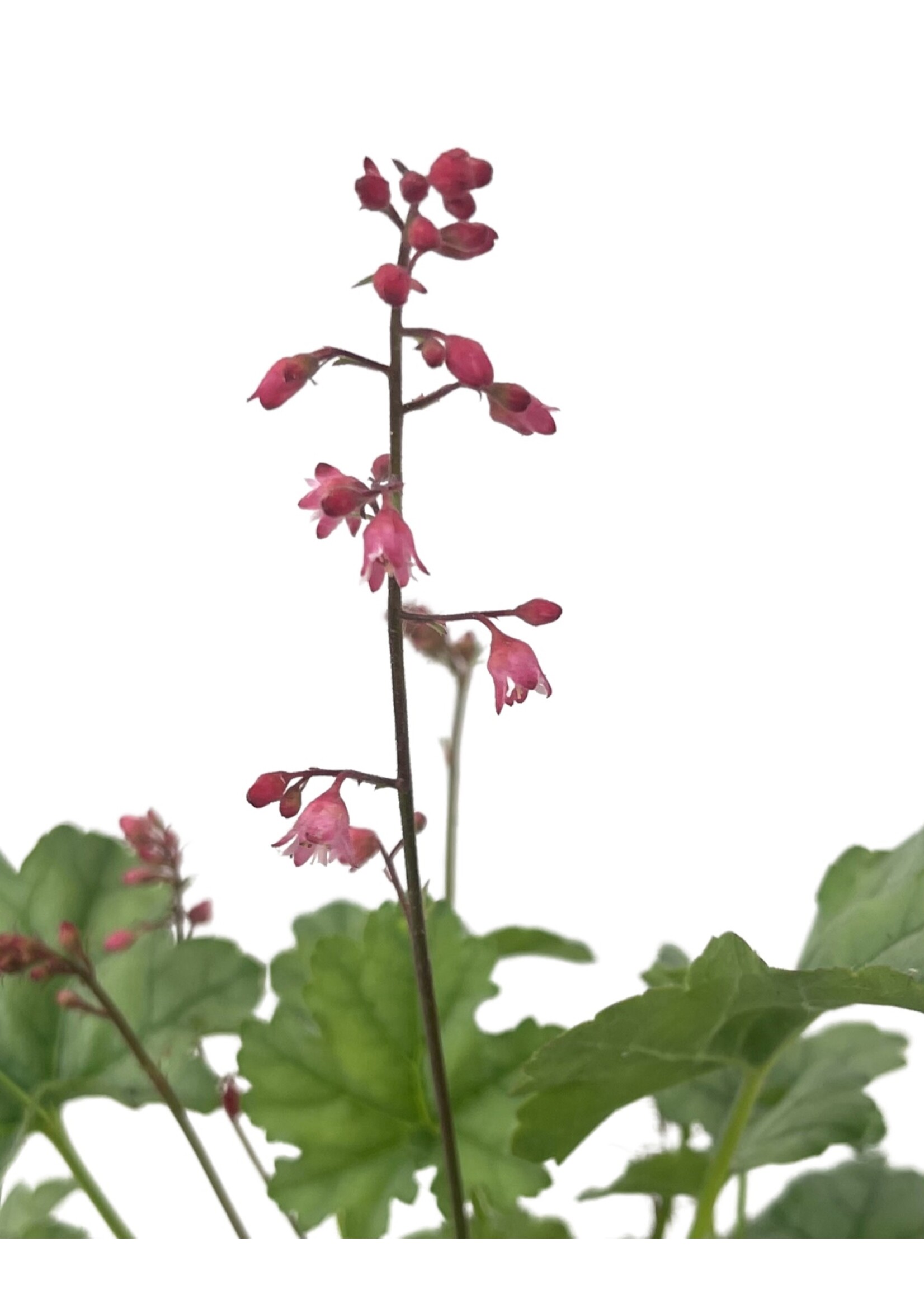 Heuchera 'Little Cuties Shimmer' Quart