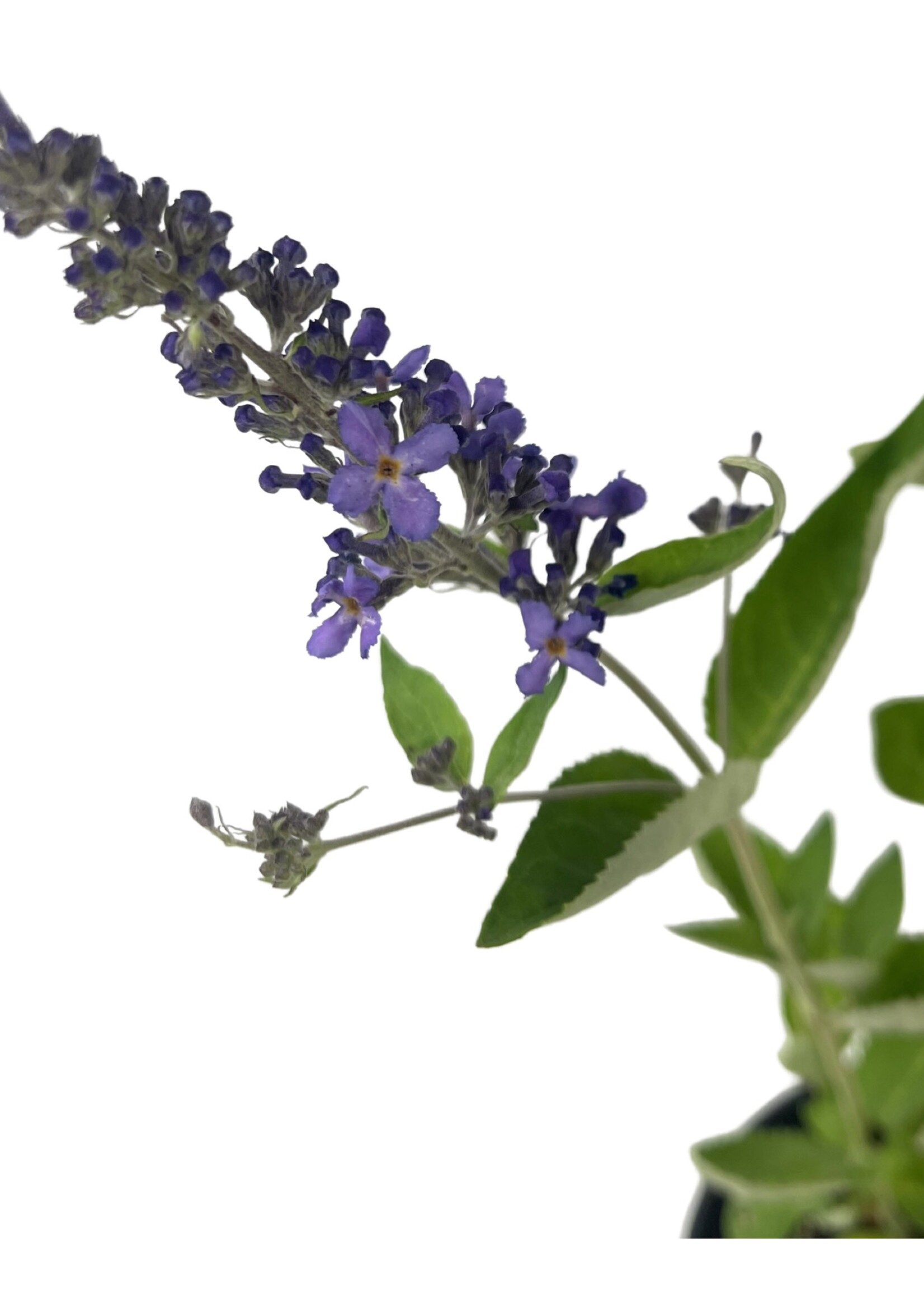 Buddleia 'Flutterby Petite Blue Heaven' 1 Gallon