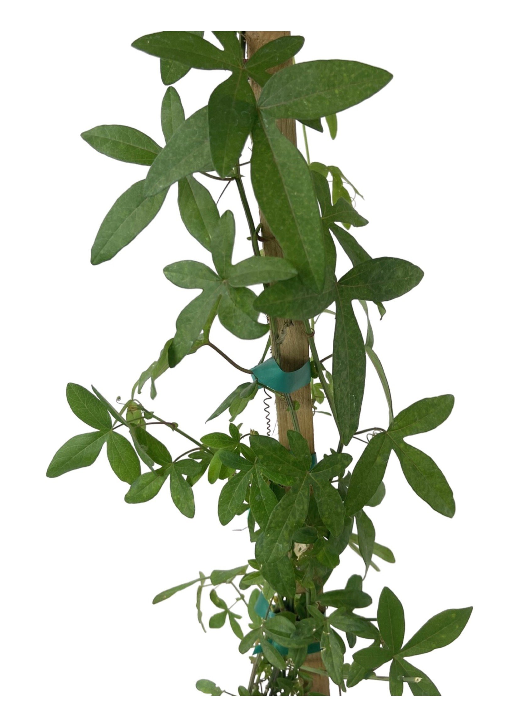 Passiflora caerulea 1 Gallon