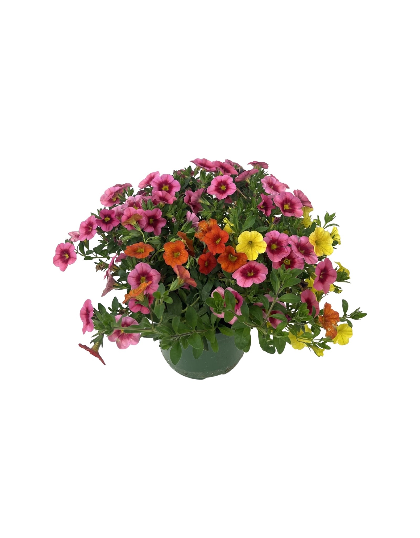 Calibrachoa Confetti Garden 'Hawaiian Hula Lilli' 6 Inch The Garden