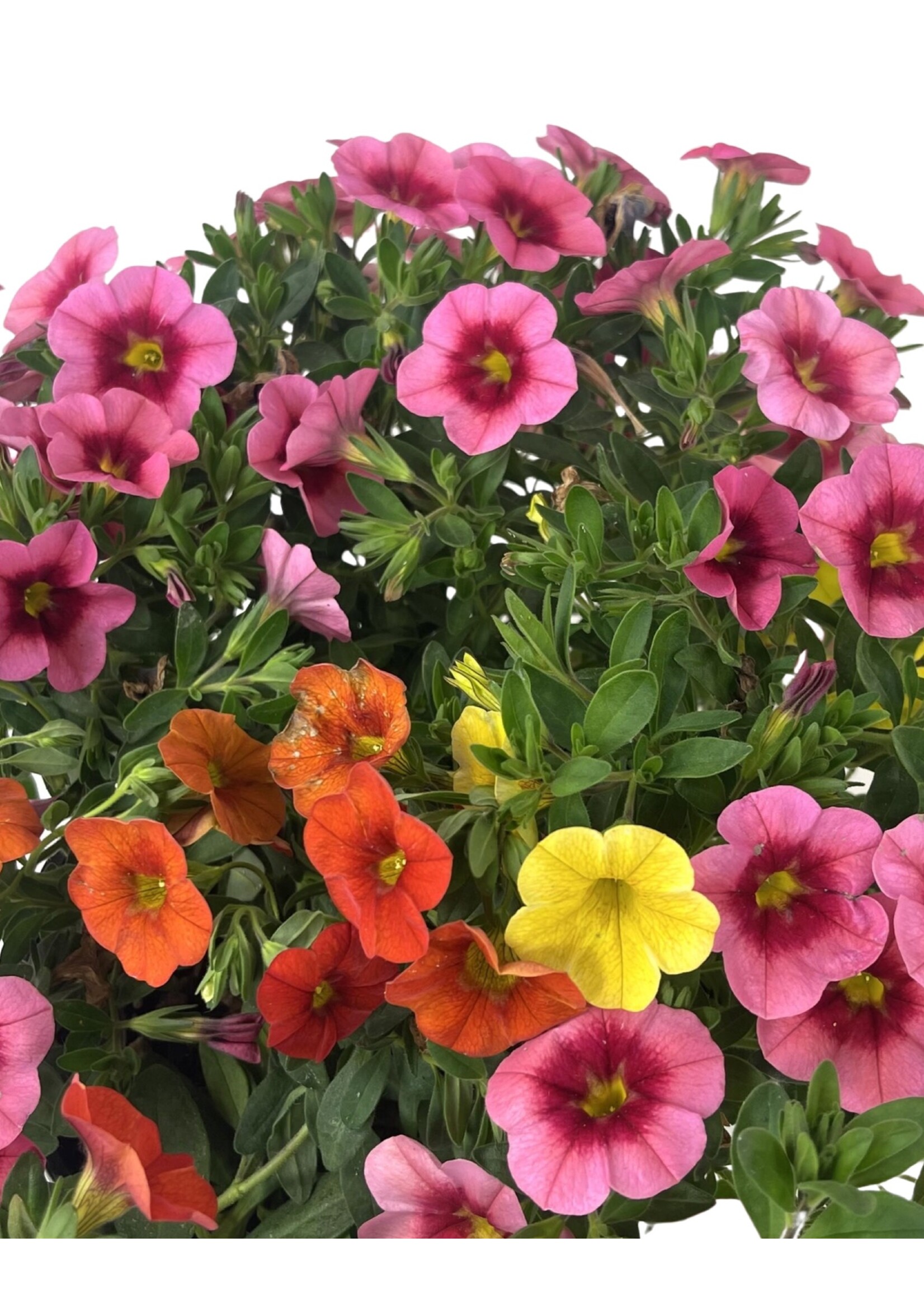 Calibrachoa Confetti Garden 'Hawaiian Hula Lilli' 6 Inch The Garden