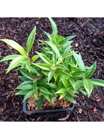 Sarcococca humilis 'Fragrant Valley' Quart