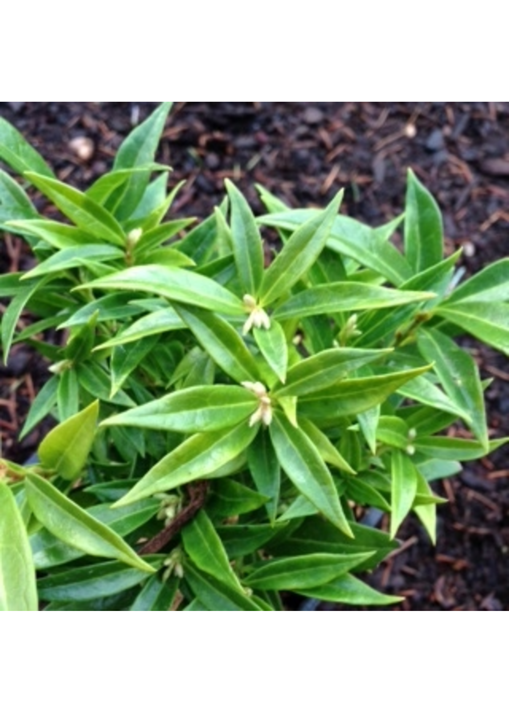 Sarcococca humilis 'Fragrant Valley' Quart