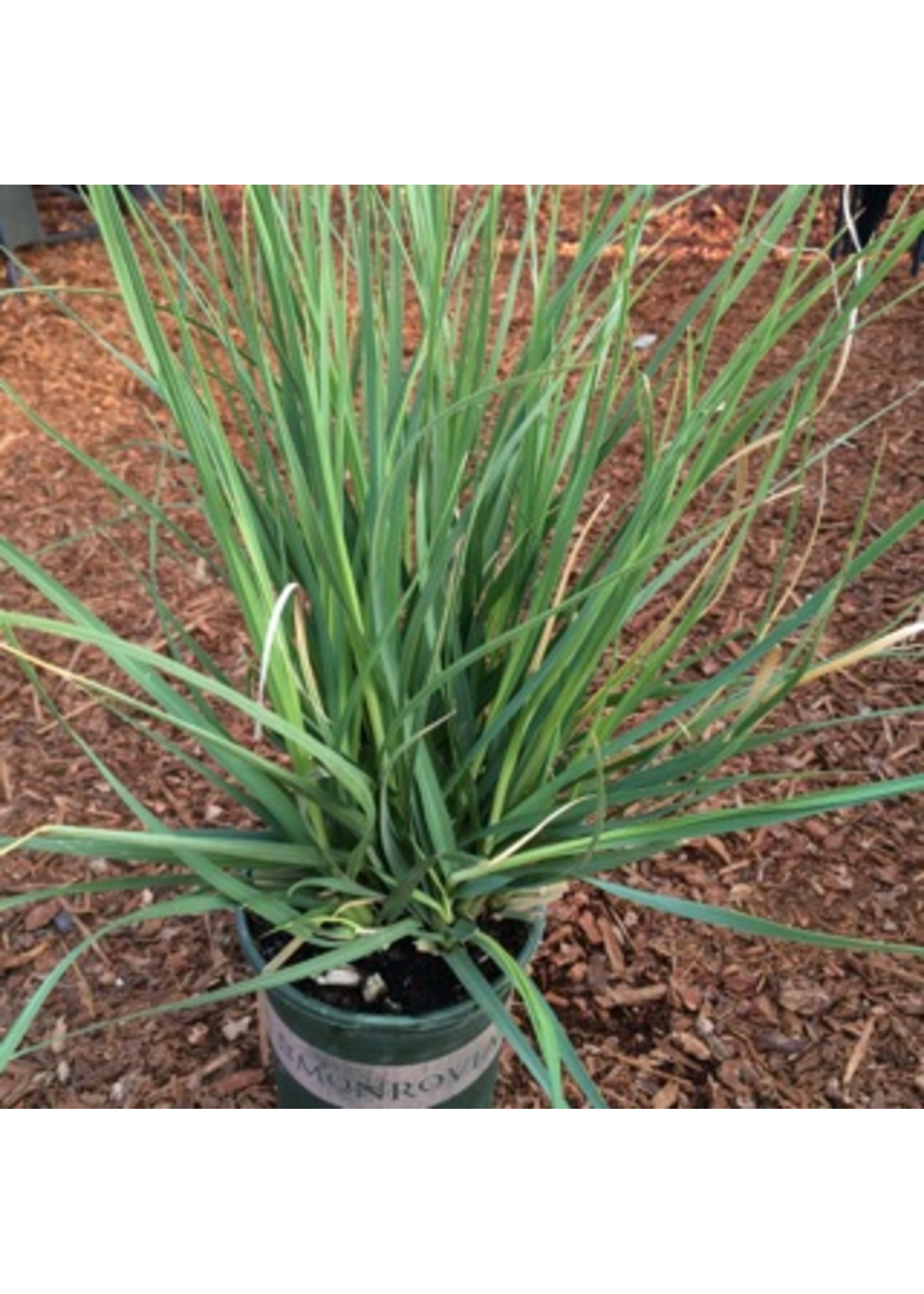 Cortaderia selloana 'Pumila Ivory Feathers' 1 Gallon