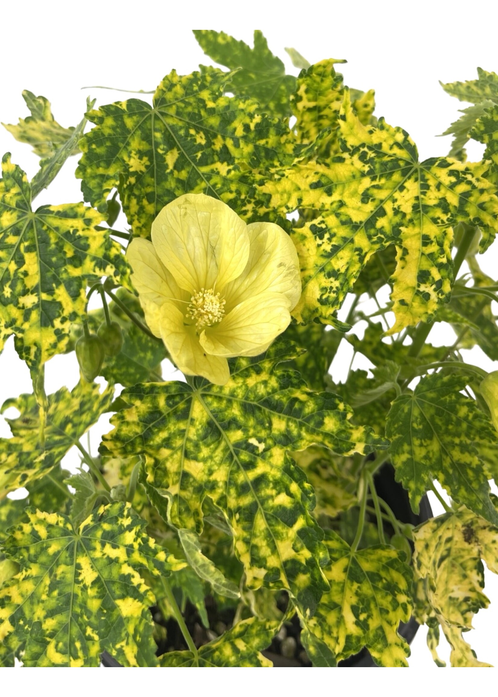Abutilon pictum 'Thompsonii Yellow' 1 Gallon