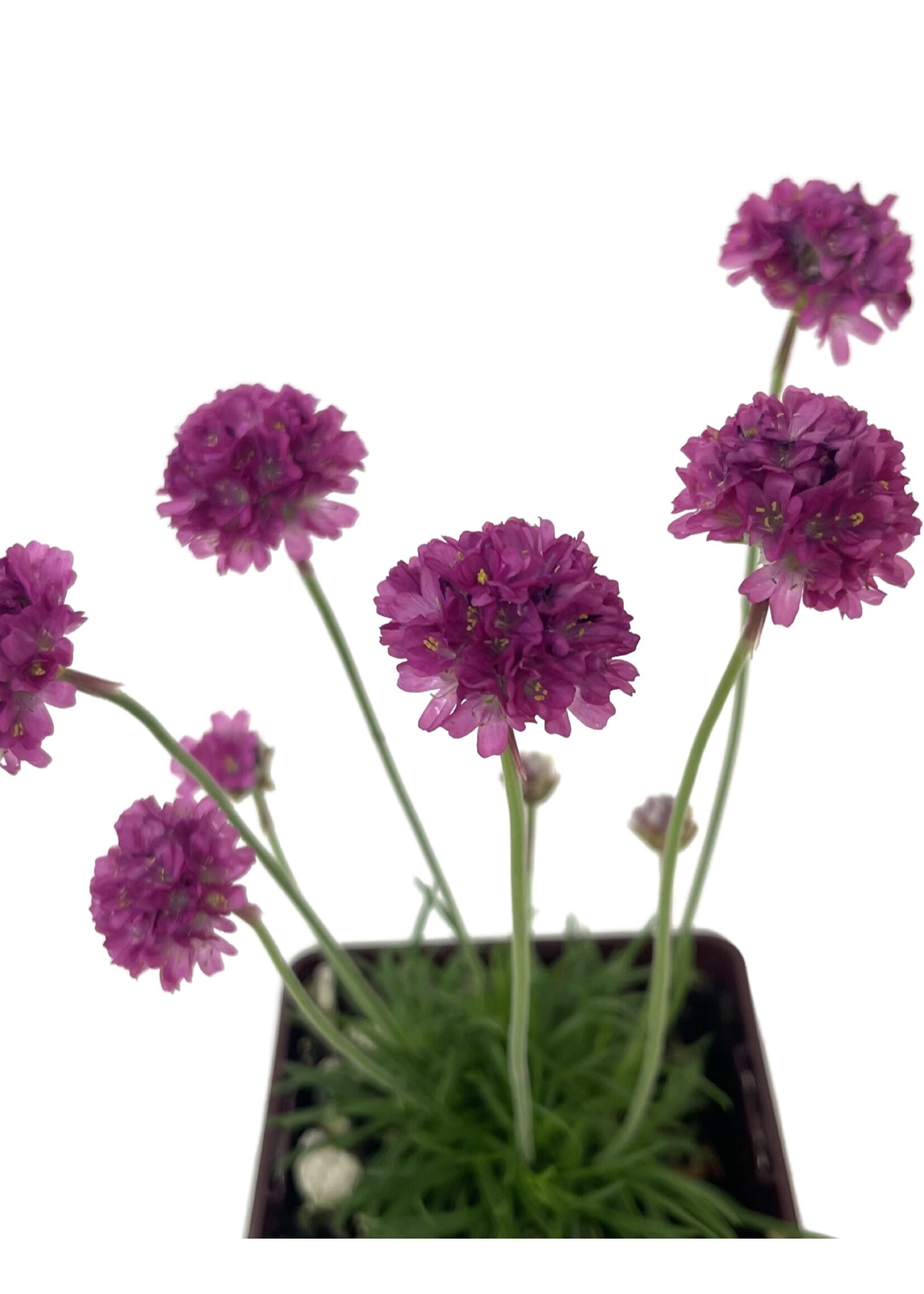 Armeria maritima 'Dusseldorf' 4 Inch