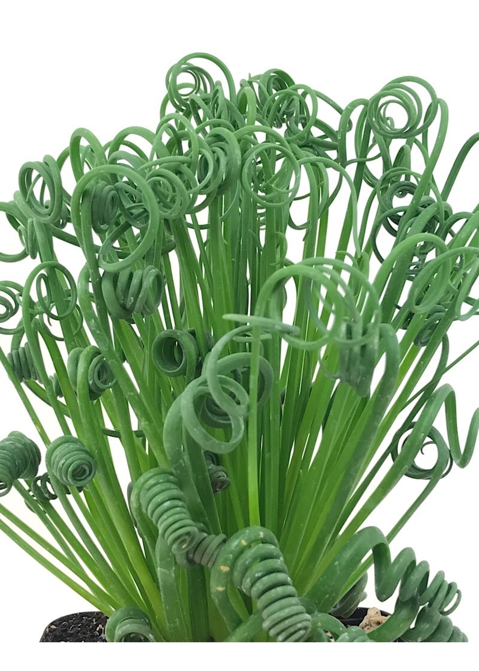 Albuca spiralis 'Frizzle Sizzle'