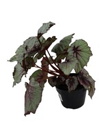 Begonia 'T-Rex First Blush' 6 Inch