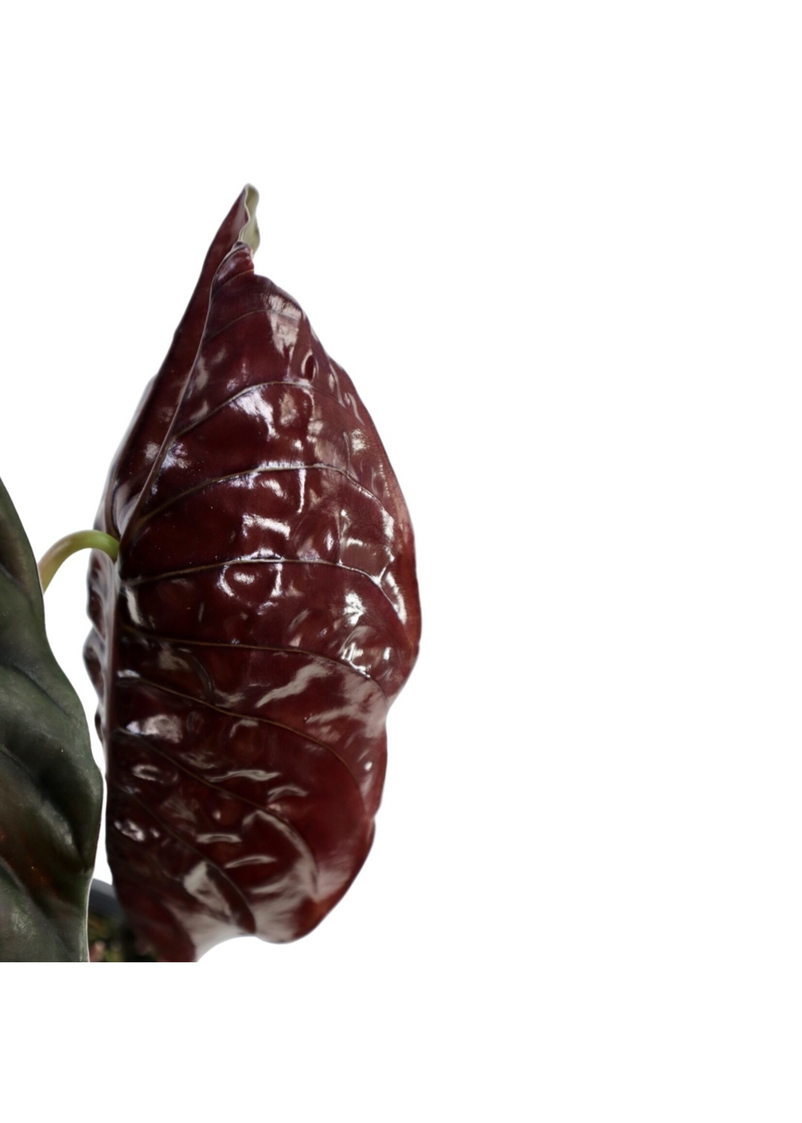 Alocasia cuprea 'Red Secret' - Jardins Sintra