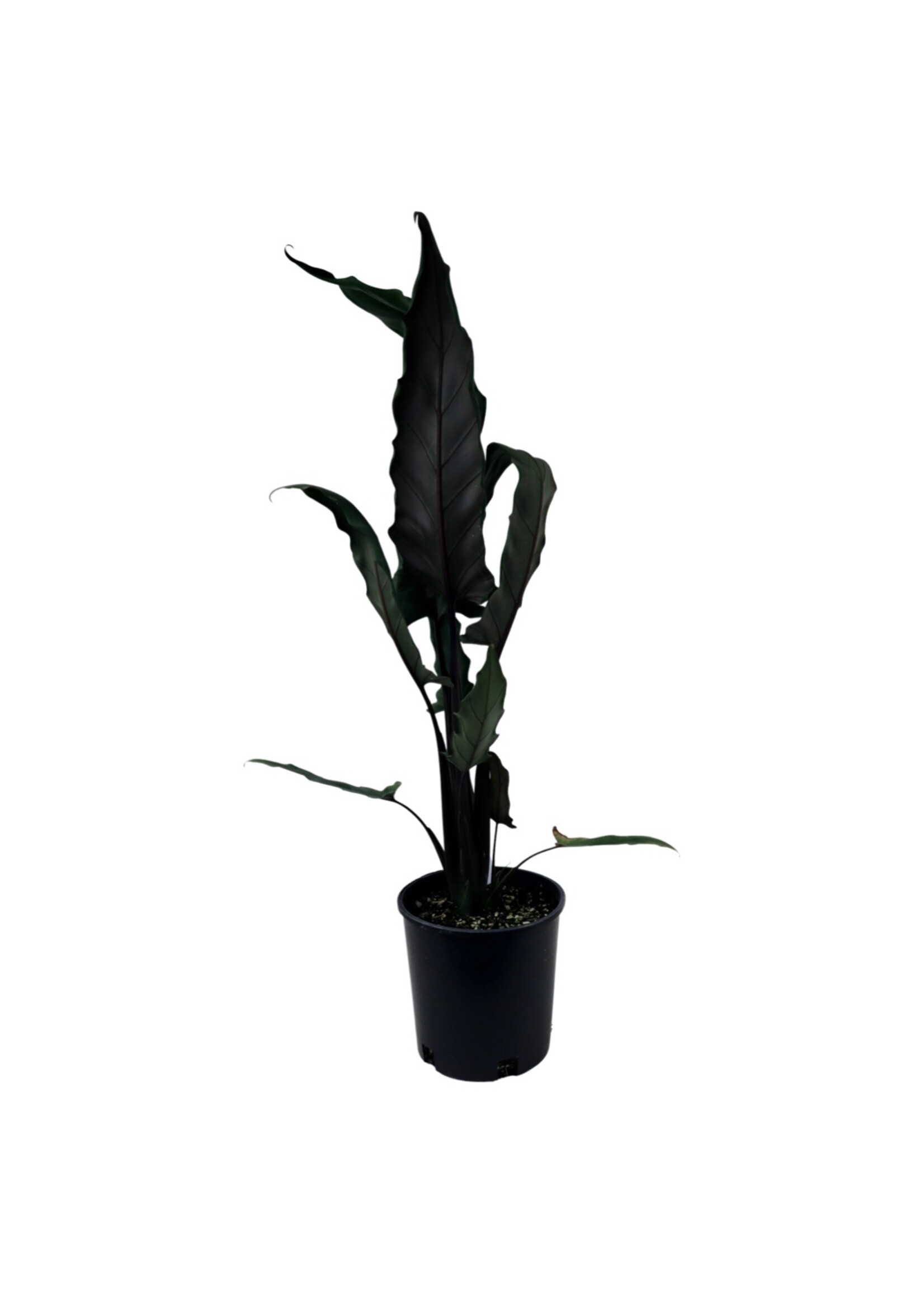 Alocasia lauterbachiana