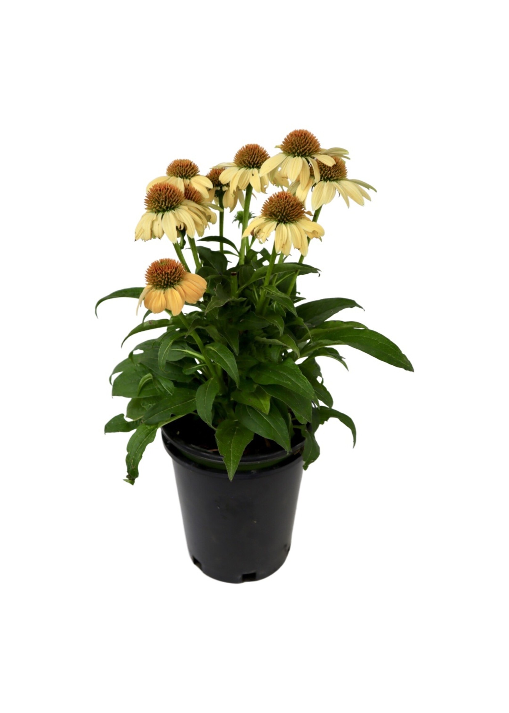 Echinacea 'Sombrero Granada Gold' 1 Gallon