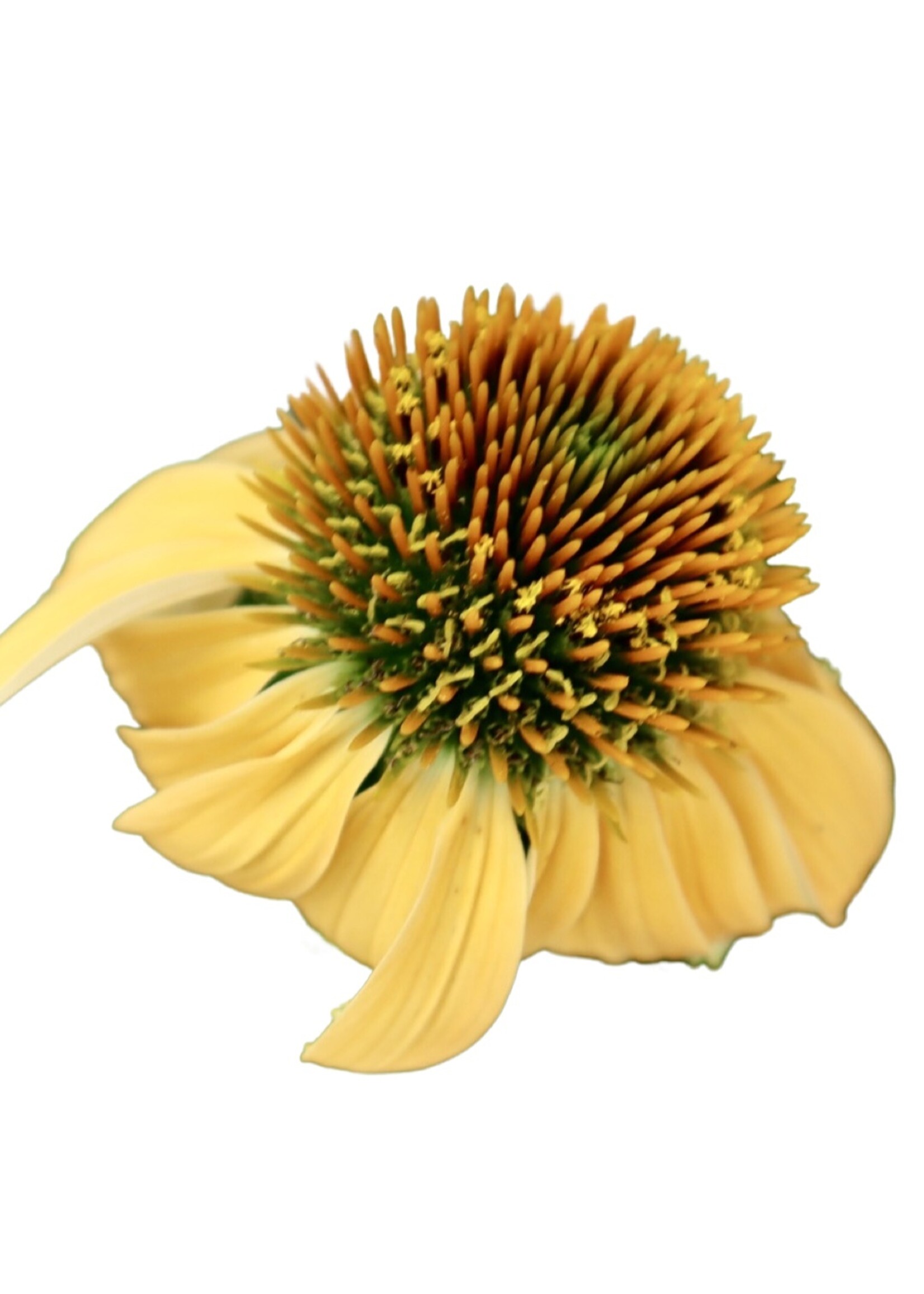 Echinacea 'Sombrero Granada Gold' 1 Gallon