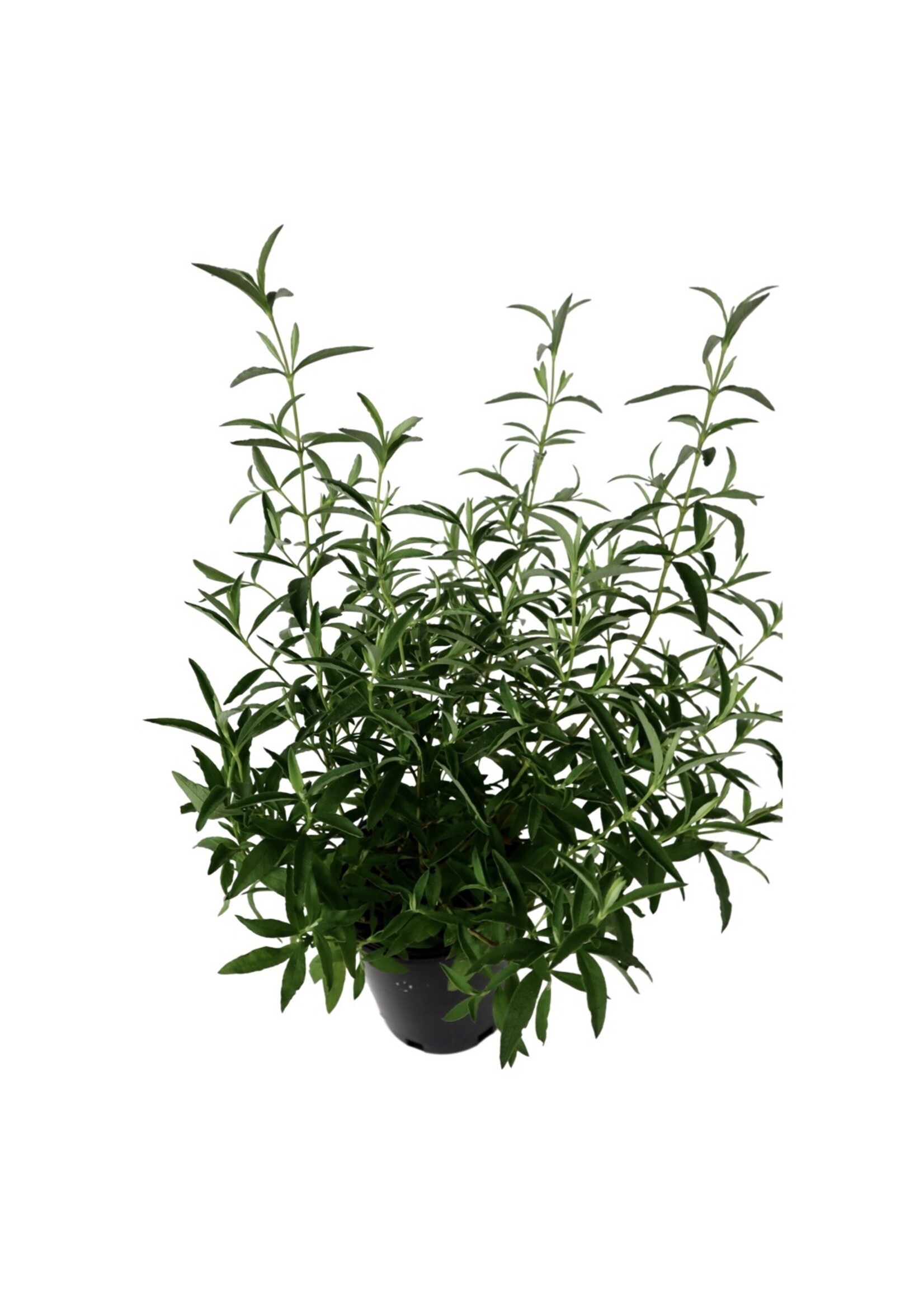 Cistus purpureus 1 Gallon