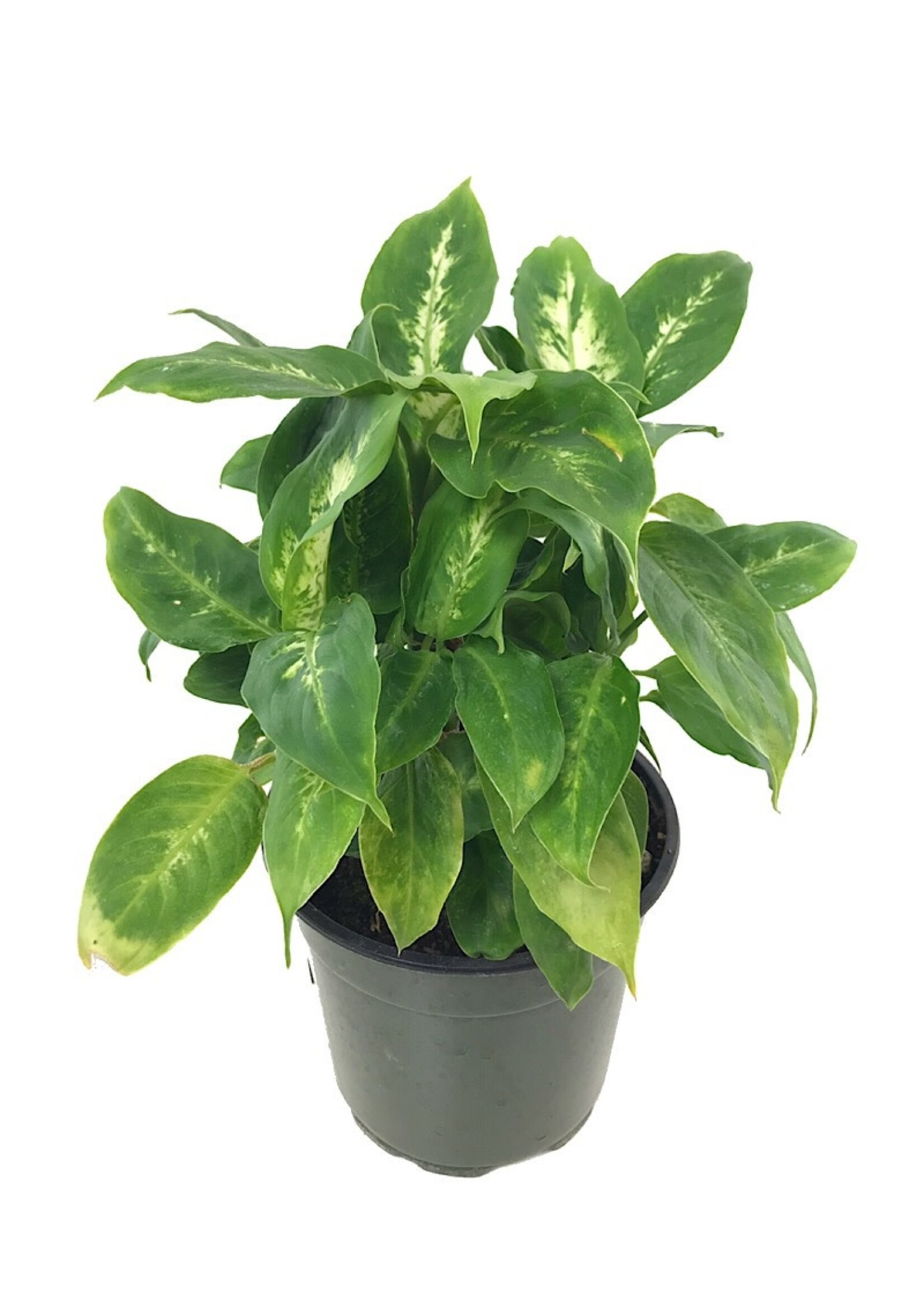 Dieffenbachia 'Perfecta Compacta' 6 Inch