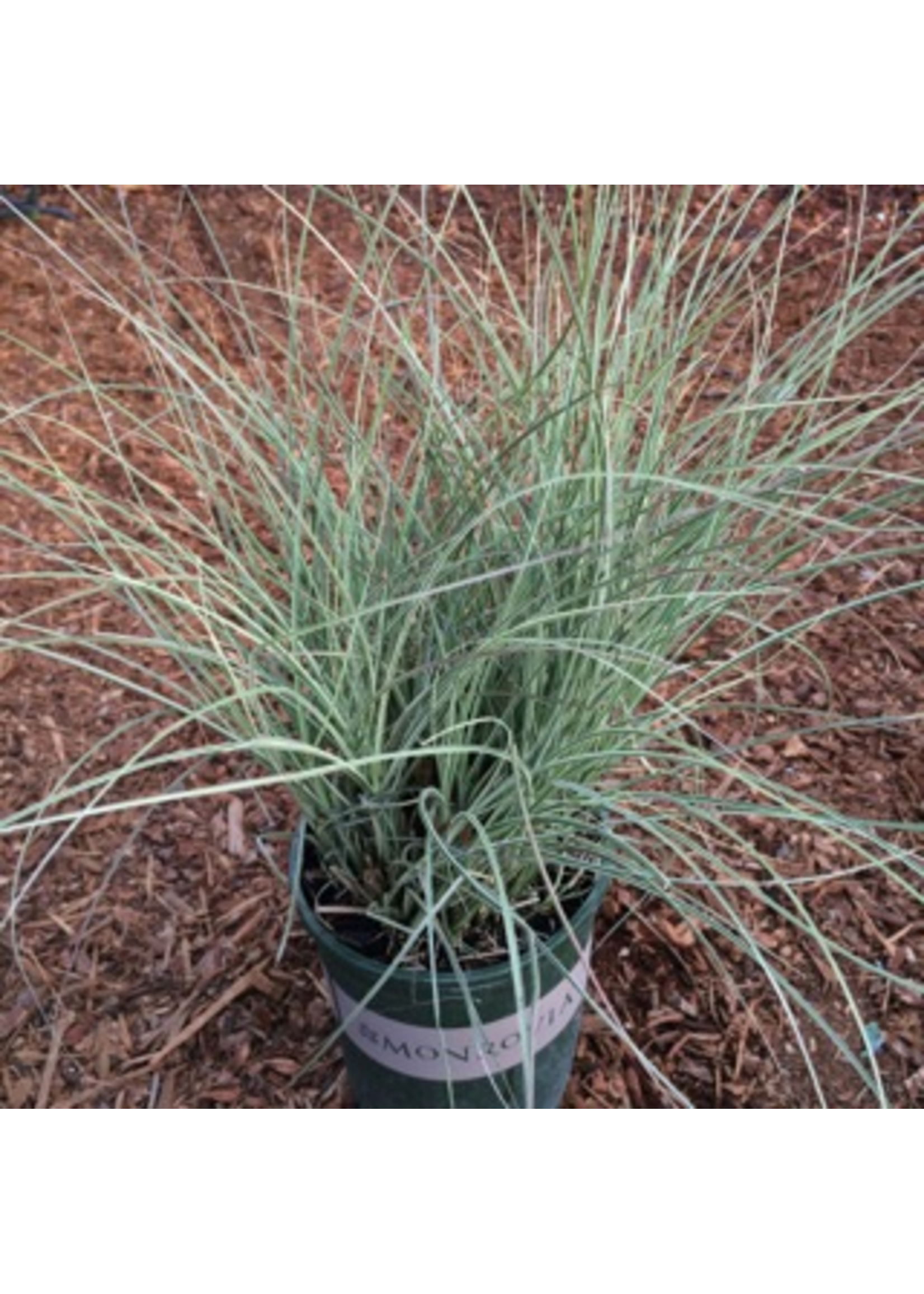 Miscanthus sinensis 'Morning Light' 1 Gallon