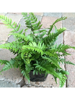 Polystichum tsus-simense 'Korean Rock Fern'  4 Inch