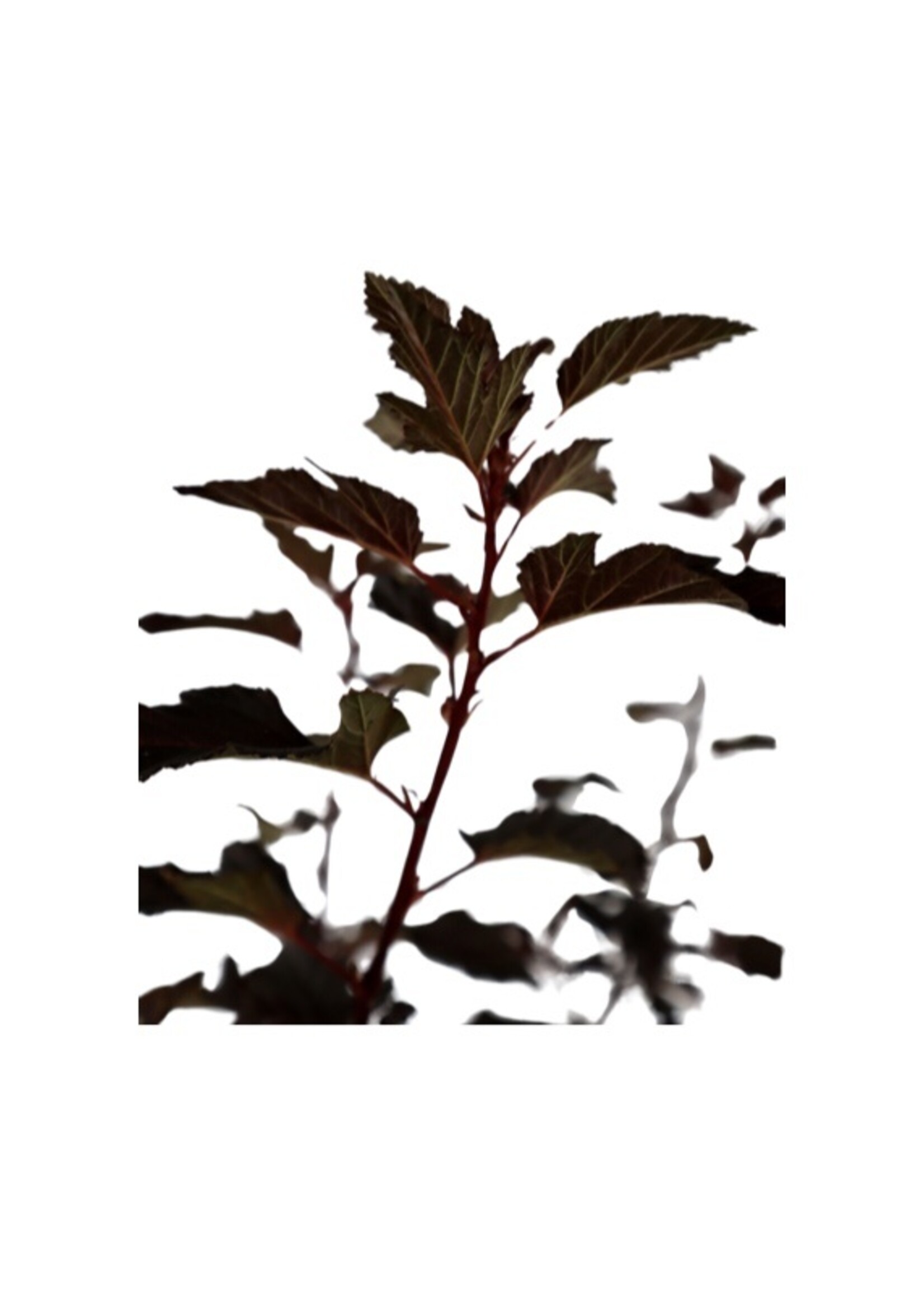 Physocarpus opulifolius 'Black Jack' 1 Gallon