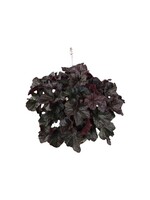 Heuchera x villosa 'Grande Black' 2 Gallon