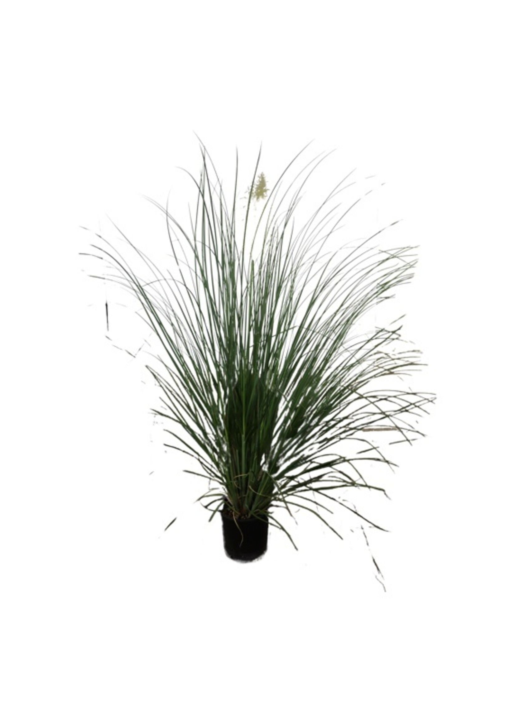 Cortaderia selloana 'Pumila Ivory Feathers' 2 Gallon