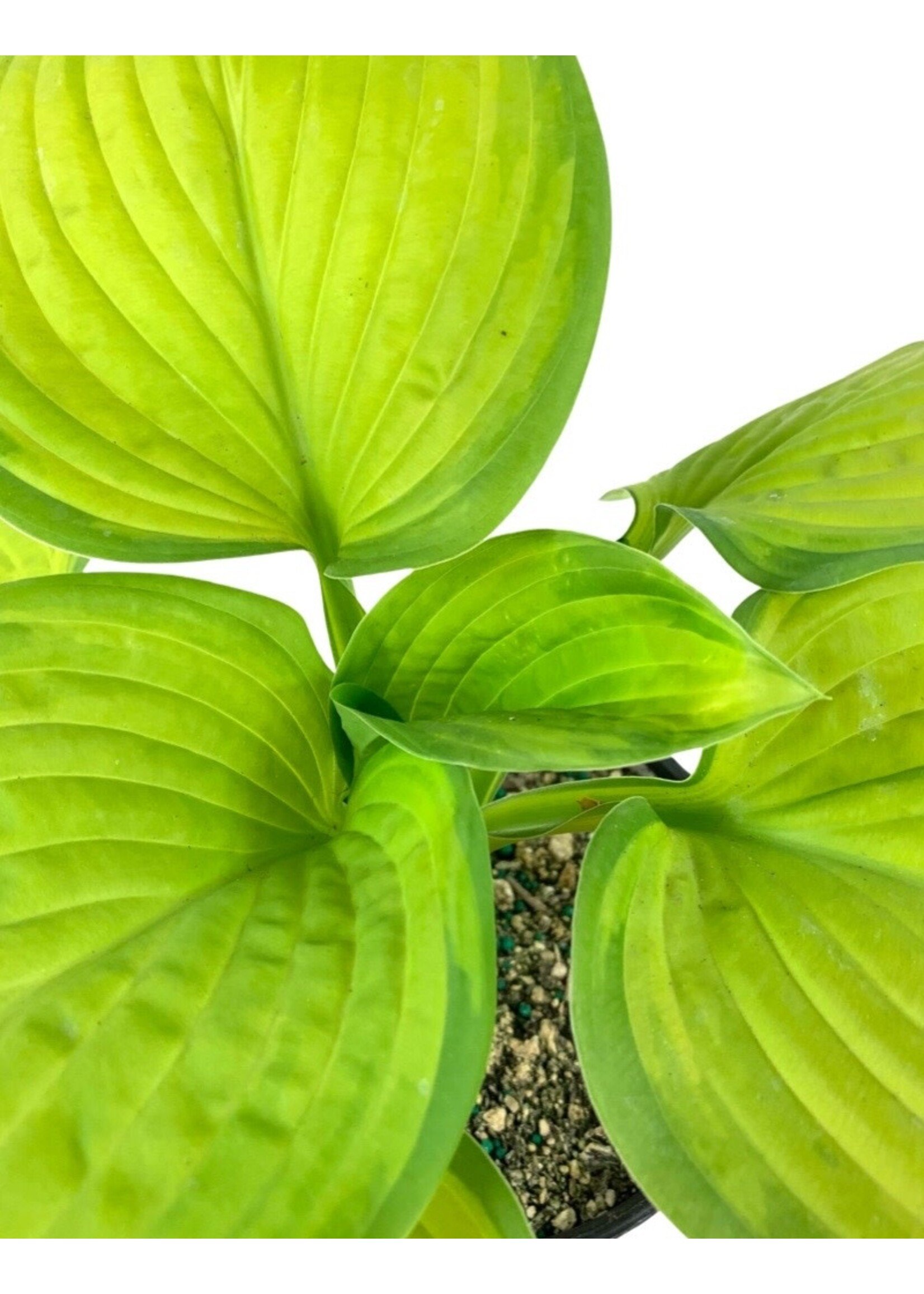 Hosta 'Stained Glass' 1 Gallon