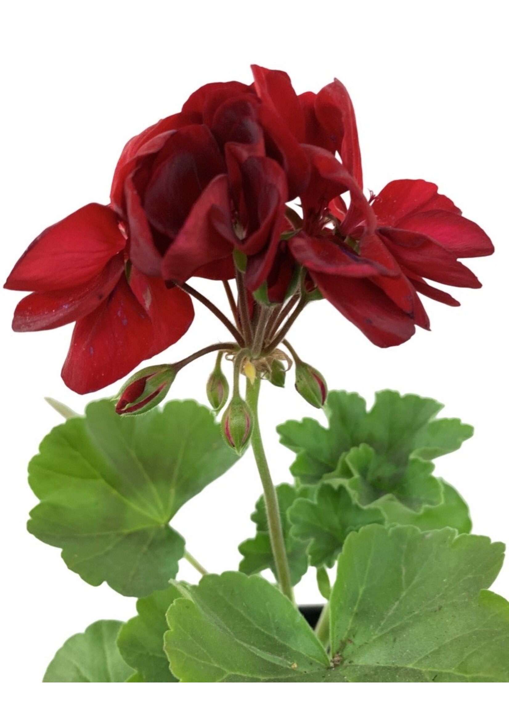 Geranium Zonal 'Calliope Dark Red' 4 inch