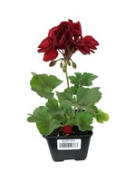 Geranium Zonal 'Calliope Dark Red' 4 inch