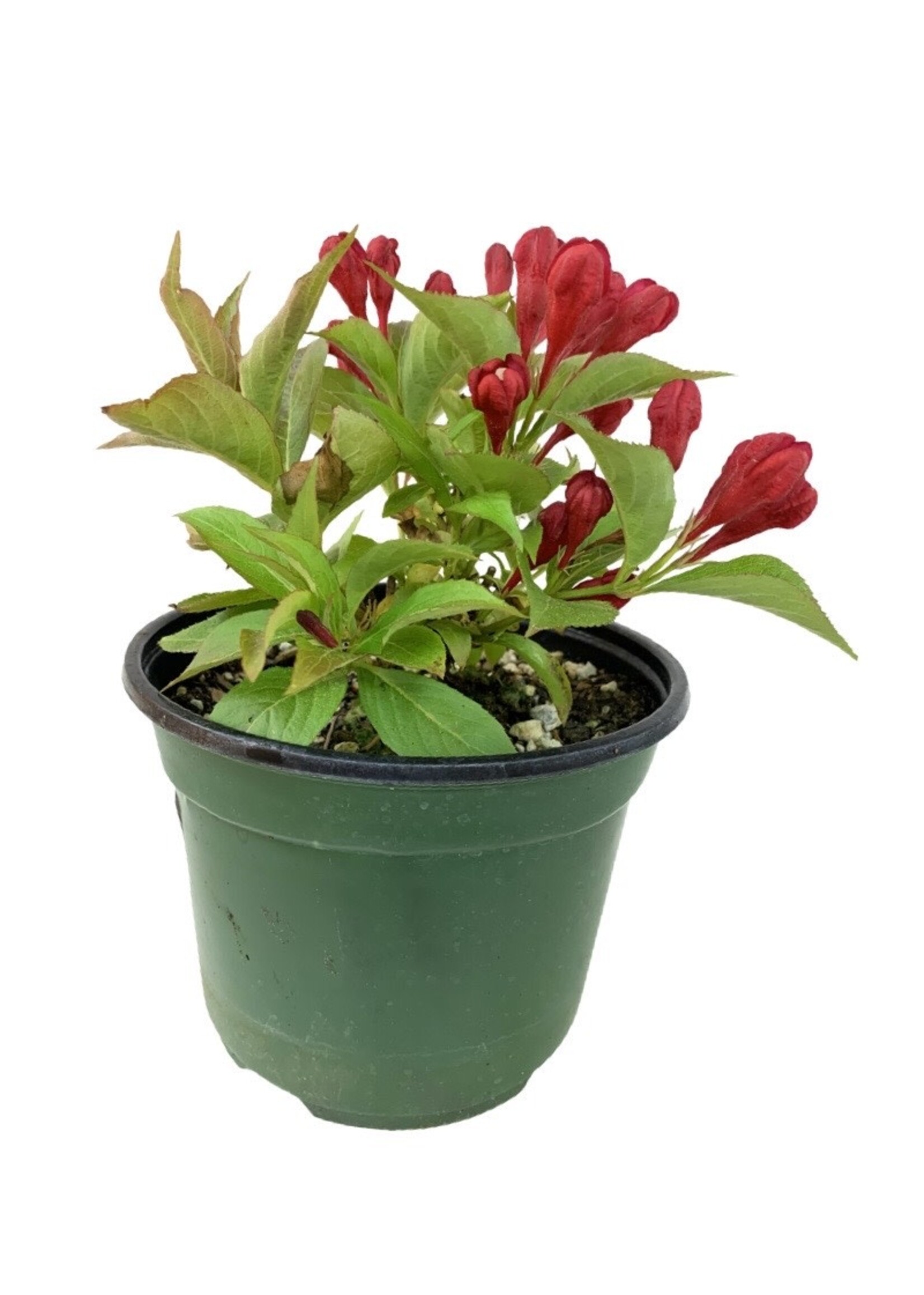 Weigela florida 'All Summer Red' 6 Inch - The Garden Corner