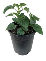 Salvia ‘Rockin Fuchsia’ 1 Gallon