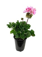 Geranium Zonal 'Presto Pink' 5 Inch