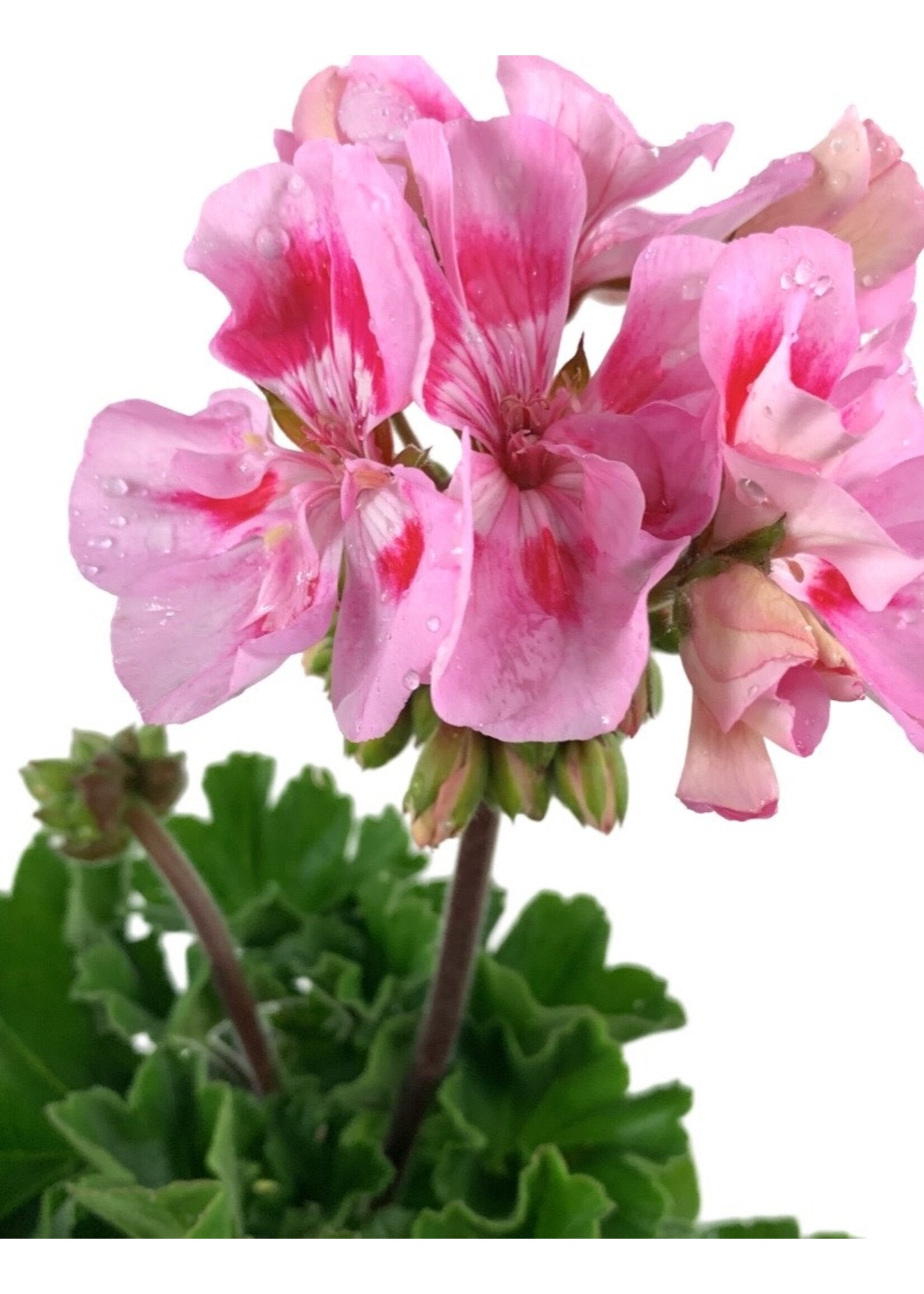 Geranium Zonal 'Presto Pink' 5 Inch