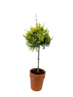 Cupressus m. 'Donard Gold' Patio Tree 7 Inch Terra Cotta