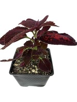 Coleus 'Kingswood Torch' 4 Inch